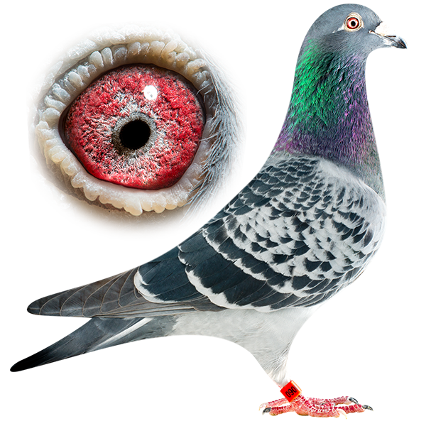 Flexowire Pigeons anti-pigeons 3 m (12 éléments de 25 cm) avec